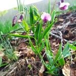 Lathyrus sylvestris habit picture by Jean-Francois Julien (cc-by-sa)