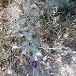 Centaurea cineraria habit picture by Antoine josse (cc-by-sa)