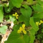 Viola pubescens flower picture by Remy Feschotte (cc-by-sa)