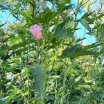 Hibiscus striatus habit picture by Trap Hers (cc-by-sa)