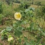 Abutilon grandiflorum habit picture by susan brown (cc-by-sa)