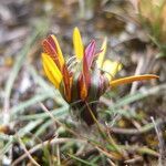 Werneria villosa flower picture by Fabien Anthelme (cc-by-sa)