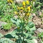 Senecio deferens habit picture by Trap Hers (cc-by-sa)