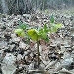 Helleborus odorus flower picture by eszter24 (cc-by-sa)