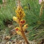 Orobanche reticulata leaf picture by Lyda Ulysse (cc-by-sa)