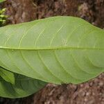 Tabernaemontana arborea leaf picture by Nelson Zamora Villalobos (cc-by-nc)