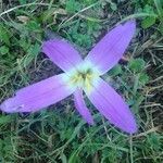 Colchicum montanum leaf picture by bas yves (cc-by-sa)