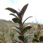 Vaccinium floribundum leaf picture by Fabien Anthelme (cc-by-sa)