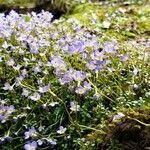 Houstonia serpyllifolia flower picture by Douglas Shoemaker (cc-by-sa)