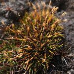 Zameioscirpus muticus habit picture by Fabien Anthelme (cc-by-sa)