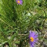 Aster alpinus habit picture by Jacques Zuber (cc-by-sa)