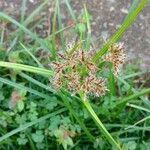 Cyperus rotundus leaf picture by Rondon Leandro (cc-by-sa)