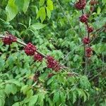 Zanthoxylum americanum fruit picture by Len Stafford (cc-by-sa)