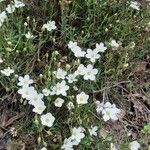 Arenaria montana flower picture by Stéphane Bonjour (cc-by-sa)