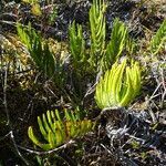 Blechnum loxense habit picture by Fabien Anthelme (cc-by-sa)