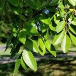 Ulmus parvifolia leaf picture by D. Fox (cc-by-sa)