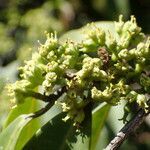 Anthostema senegalense flower picture by Sylvain Piry (cc-by-sa)