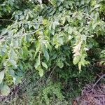 Carpinus betulus habit picture by Philippe Levarlet (cc-by-sa)