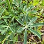 Lupinus albus leaf picture by Carlos Junior (cc-by-sa)