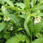 Symphytum officinale habit picture by michel cosme (cc-by-sa)