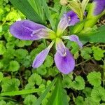 Iris brevicaulis flower picture by Gayle Judkins (cc-by-sa)