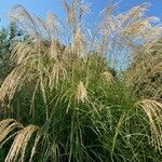 Cortaderia selloana habit picture by Gilles CAMPIN (cc-by-sa)