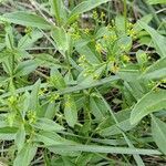 Rubia tinctorum habit picture by Jean-Marie Frenoux (cc-by-sa)