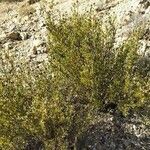 Globularia alypum habit picture by llinares J (cc-by-sa)