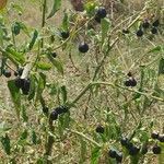 Solanum americanum habit picture by Lee Zachary (cc-by-sa)