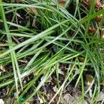 Carex ericetorum leaf picture by Martine E (cc-by-sa)