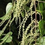 Dioscorea matagalpensis habit picture by Nelson Zamora Villalobos (cc-by-nc)