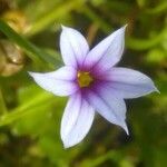 Sisyrinchium rosulatum flower picture by bas yves (cc-by-sa)