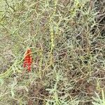 Prosopis argentina habit picture by Trap Hers (cc-by-sa)