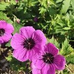 Geranium psilostemon flower picture by Brian Gall (cc-by-sa)