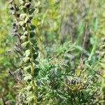 Ambrosia tenuifolia flower picture by Trap Hers (cc-by-sa)