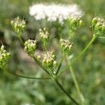 Pimpinella major fruit picture by Yoan MARTIN (cc-by-sa)