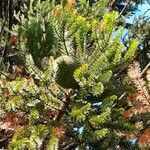 Araucaria angustifolia fruit picture by Trap Hers (cc-by-sa)