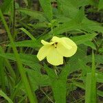 Abelmoschus moschatus flower picture by Narendra Sahu (cc-by-sa)