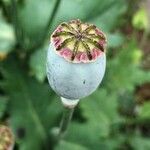 Papaver somniferum fruit picture by Xavier Caliz (cc-by-sa)