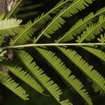 Vachellia cornigera leaf picture by Nelson Zamora Villalobos (cc-by-nc)