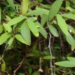 Ceanothus caeruleus leaf picture by Nelson Zamora Villalobos (cc-by-nc)