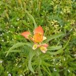 Castilleja indivisa flower picture by Barbara Gordon (cc-by-sa)