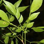 Pithecellobium bipinnatum leaf picture by Nelson Zamora Villalobos (cc-by-nc)