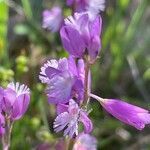 Polygala major flower picture by Ruprecht Storchschnabel (cc-by-sa)