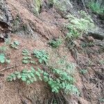 Pimpinella saxifraga habit picture by Daniel Barthelemy (cc-by-nc)