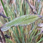 Senecio formosus leaf picture by Fabien Anthelme (cc-by-sa)