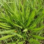 Plantago ovata leaf picture by Casafont Laia (cc-by-sa)