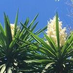 Yucca aloifolia flower picture by Pablo (cc-by-sa)