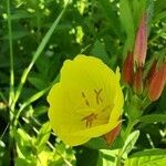 Oenothera fruticosa flower picture by Dawn Failing (cc-by-sa)