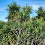 Yucca aloifolia habit picture by Trap Hers (cc-by-sa)